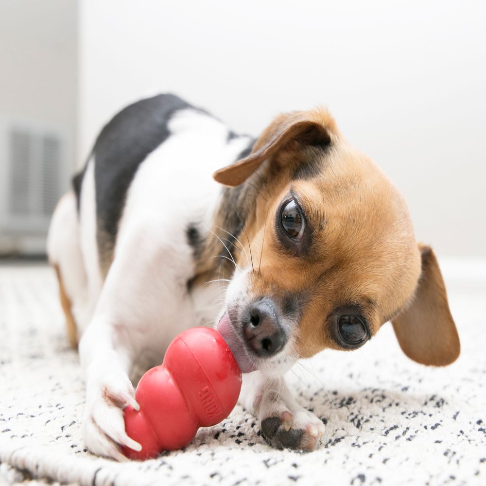 Dog eating kong toy online