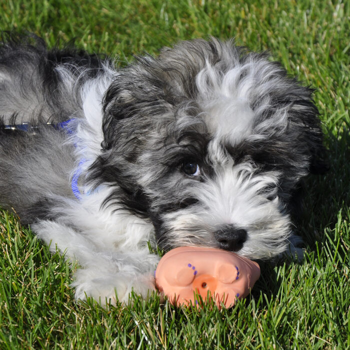 Li'l Pals Small Dog Toy Pig 3" - Image 2