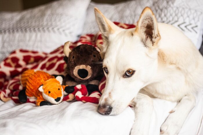Tall Tails Plush Dog Toy Fox 12" - Image 3