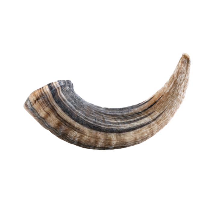 Icelandic Lamb Horn - Image 3