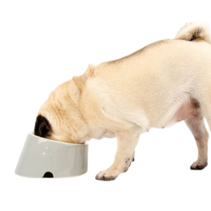 Scruffs Slanted Dog Bowl
