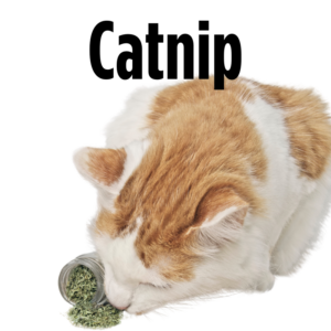 Catnip