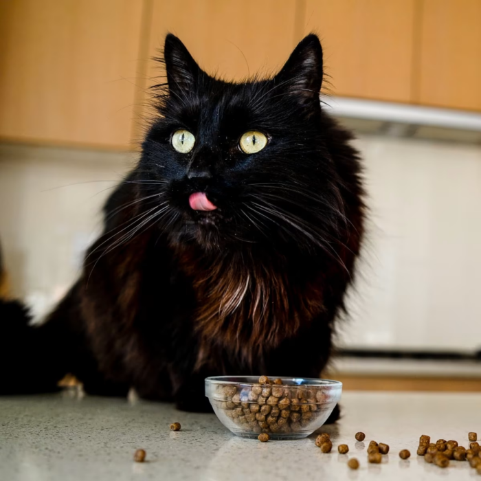 Go! Solutions Cat Food - Carnivore - Salmon and Cod - Image 2