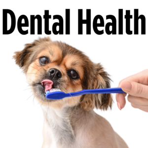 Dental Health