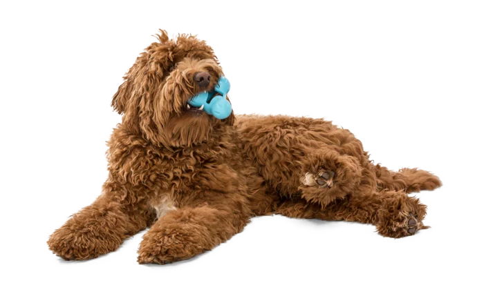 West Paw Dog Toy - Tux - Image 3
