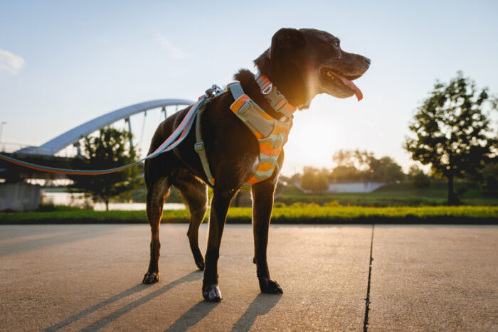Ruffwear Front Range Harness - Image 5