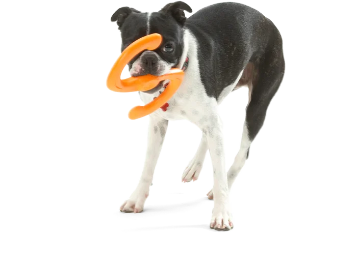 West Paw Dog Toy – Bumi - Image 4