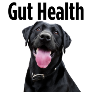 Gut Health