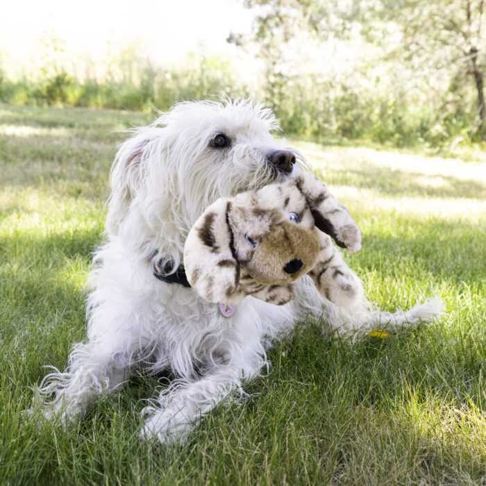 Kong Toughz Pup Medium - Image 3