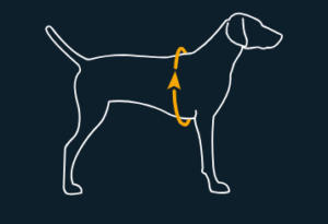 Dog Life Jacket Size Chart