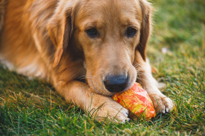 Ruffwear Gnawt-a-Cone Dog Toy - Image 3