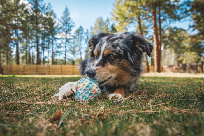 Ruffwear Morel Dog Toy - Image 2